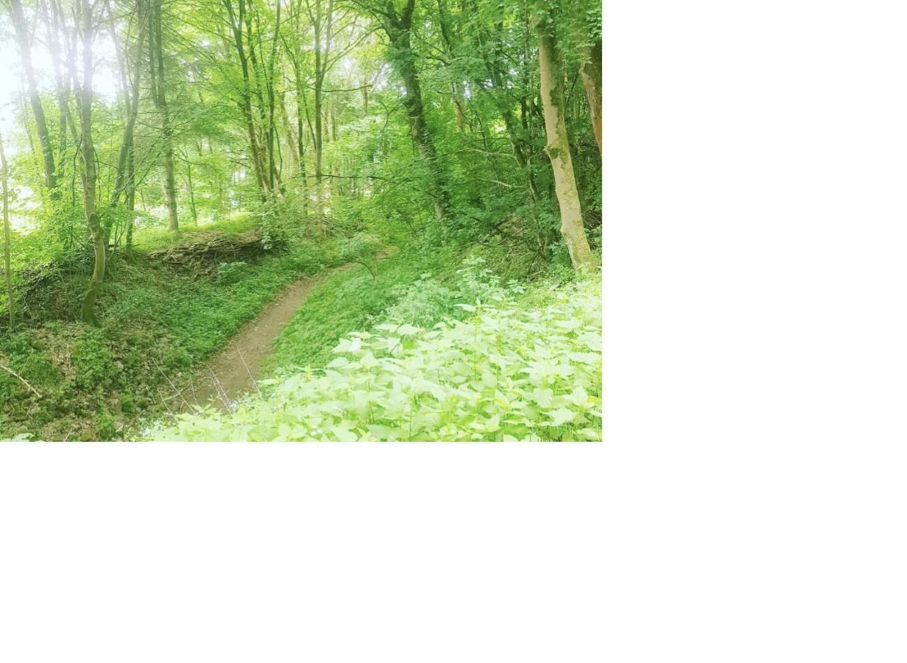 Natur Pur Frielendorf Εξωτερικό φωτογραφία